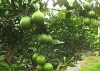 মৌচম্বী খেতি কৰি স্বাৱলম্বী হোৱাৰ সপোন দেখিছে দুধনৈৰ তিনি শিক্ষিত যুৱকে
