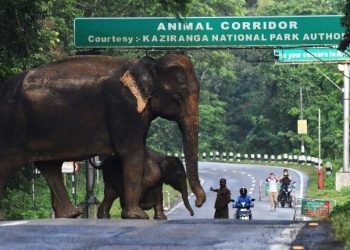 Kaziranga National Park