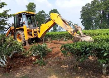 এইবাৰ ধুবুৰী জিলাৰ চাপৰ চাহ বাগিচাত চলিল উচ্ছেদ অভিযান,উভালি পেলোৱা হ’ল শ শ জোপা চাহ গছ