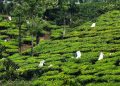 Govt proposes 1000 crore for welfare of tea workers in Assam and West Bengal