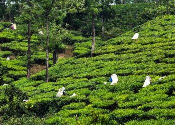 Govt proposes 1000 crore for welfare of tea workers in Assam and West Bengal