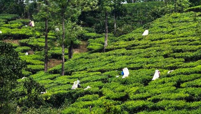 Govt proposes 1000 crore for welfare of tea workers in Assam and West Bengal