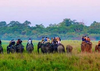 কাজিৰঙা ৰাষ্ট্ৰীয় উদ্যানত পুনৰ আৰম্ভ হ’ল হাতী চাফাৰী