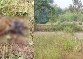 Elephant killed man.in Baksa