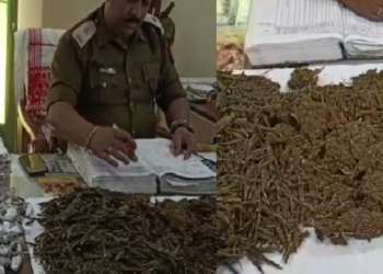 Sibsagar ganja seized