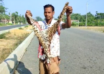 Tiger dead body