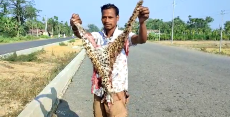 Tiger dead body