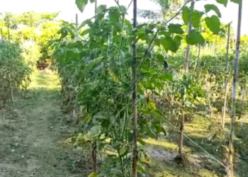 Tomato cultivation