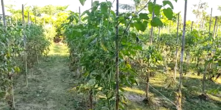 Tomato cultivation