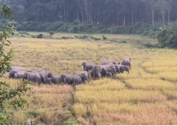 Wild elephant food