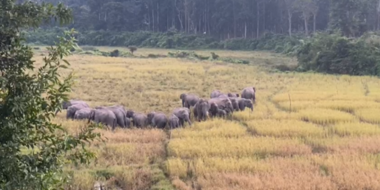 Wild elephant food