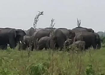 Wild elephant in Baksa