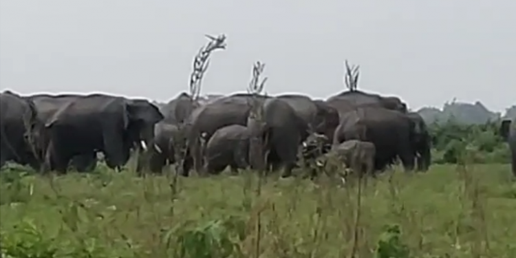Wild elephant in Baksa