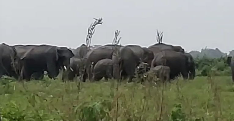 Wild elephant in Baksa