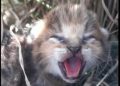 Villagers stop harvest to help forest officials rescue jungle cat cubs