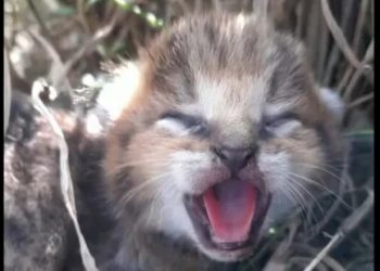 Villagers stop harvest to help forest officials rescue jungle cat cubs
