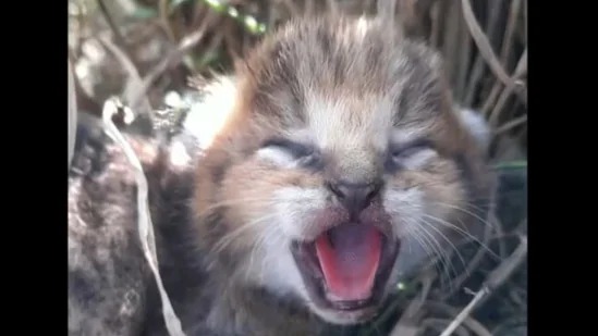 Villagers stop harvest to help forest officials rescue jungle cat cubs
