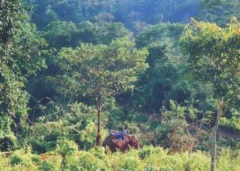 Assam forest official faces firing on Arunachal border