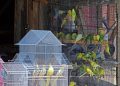 Tripura HC asks government to shut shops illegally selling wild animals, birds