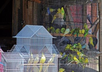 Tripura HC asks government to shut shops illegally selling wild animals, birds