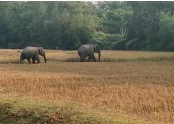 কোকৰাঝাৰত উল্টাপানী বনাঞ্চলৰ পৰা ওলাই অহা বন্যহস্তীৰ আক্ৰমণত এজনৰ মৃত্যু