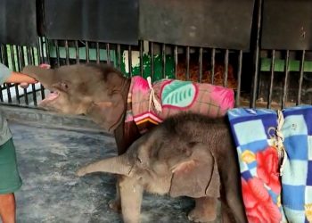Rescued elephant cub gets new partner