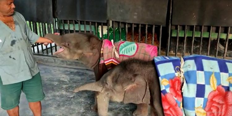 Rescued elephant cub gets new partner