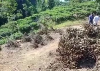 আমগুৰিত নগাই কাটি তহিলং কৰিলে অসমীয়া চাহ খেতিয়কৰ ৩০ বিঘা মাটিৰ চাহ গছ