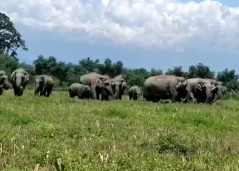 Elephant attacks বাক্সাৰ নিছলামাৰীত হাতীৰ আক্ৰমণত প্ৰাণ গ’ল এজনৰ