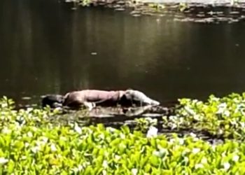 Deadbody of unidentified person recovered in Sivasagar