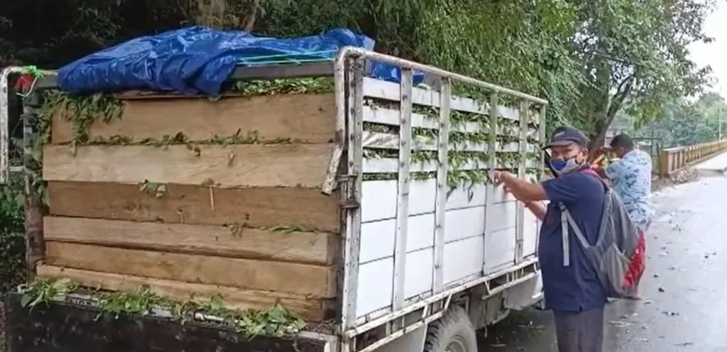 Seized car with smuggled wood in Margherita