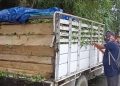 Seized car with smuggled wood in Margherita