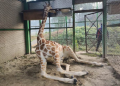 Assam State Zoo Jifaffe dies
