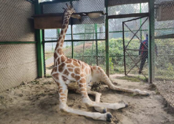 Assam State Zoo Jifaffe dies