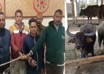 Buffalo thief.png sibsagar
