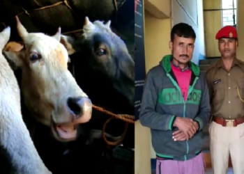 Cattle thief.png kaliabor