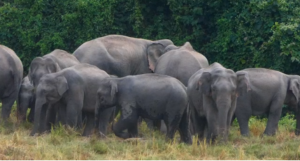 Herd of elephant