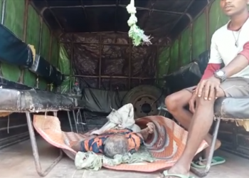 Wild elephant killed