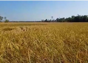 শিৱসাগৰত ইন্টাৰনেছনেল ৰাইচ ৰিচাৰ্চ এচ’চিয়েচনৰ প্ৰদৰ্শনীমূলক ধান খেতি
