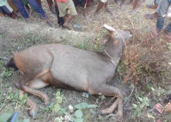 বাক্সাৰ নাগ্ৰীজুলিত মৃত হৰিণা উদ্ধাৰ