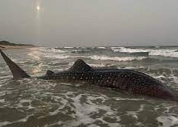 World's Largest Fish