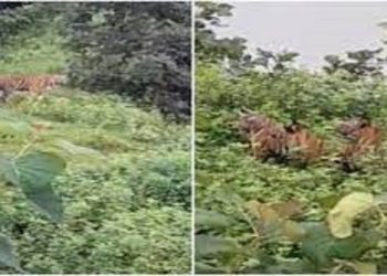 Viral video of tiger