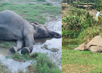 elephant died