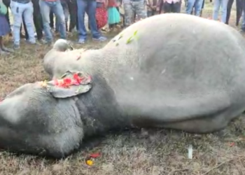 elephant died