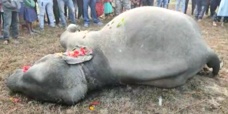 elephant died