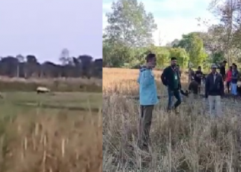 শিৱসাগৰত দুটাকৈ এশিঙীয়া গঁড়ৰ মুক্ত বিচৰণ, আতংকিত স্থানীয় লোক