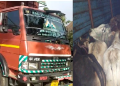 কলিয়াবৰৰ জখলাবন্ধাত কন্টেইনাৰ বাহনত উদ্ধাৰ চোৰাং গৰু