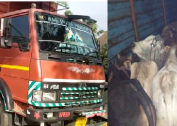 কলিয়াবৰৰ জখলাবন্ধাত কন্টেইনাৰ বাহনত উদ্ধাৰ চোৰাং গৰু