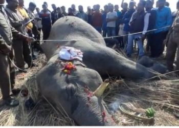 দুধনৈত বন্যহস্তীৰ মৃতদেহ উদ্ধাৰ, মৃত্যুৰ সঠিক কাৰণ অজ্ঞাত
