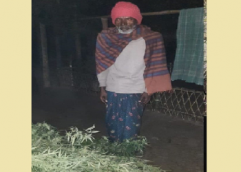 বঙাইগাঁও জিলাৰ লেংটিছিঙাত আৰক্ষীয়ে ধ্বংস কৰিলে ভাঙৰ খেতি